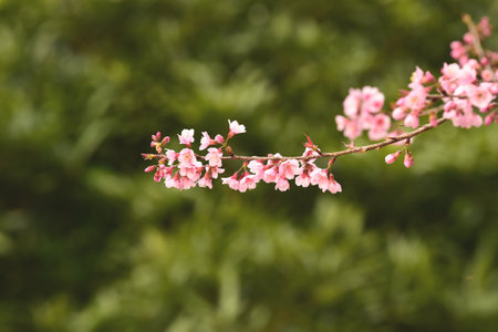 Phaya suae flower or sakura flower in Thailandの写真素材
