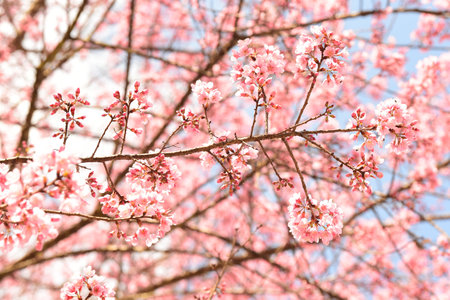 Phaya suae flower or sakura flower in Thailandの写真素材
