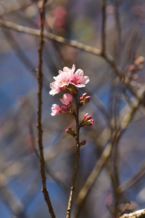 Phaya suae flower or sakura flower in Thailandの写真素材