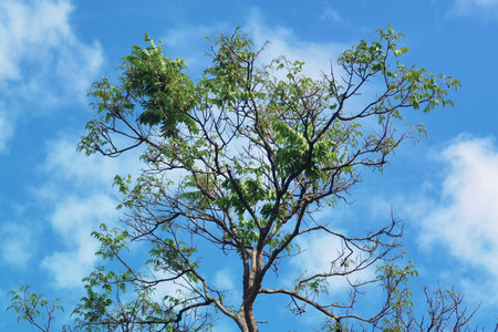 Landscape the big tree with nature backgroundの写真素材