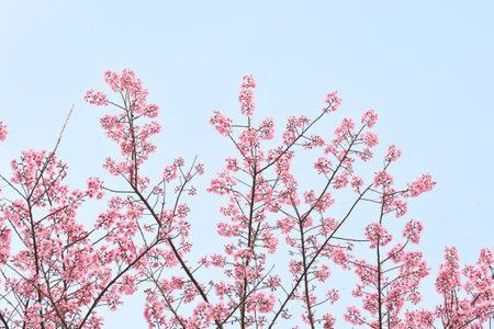 Phaya suae flower or sakura flower in Thailandの写真素材