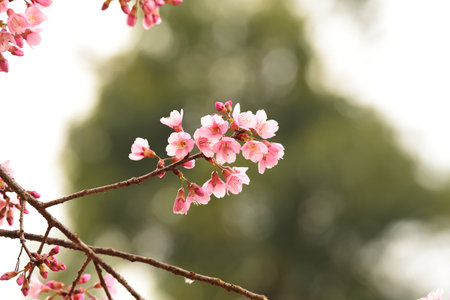 Phaya suae flower or sakura flower in Thailandの写真素材