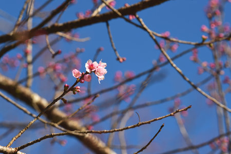 Phaya suae flower or sakura flower in Thailandの写真素材