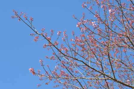 Phaya suae flower or sakura flower in Thailandの写真素材