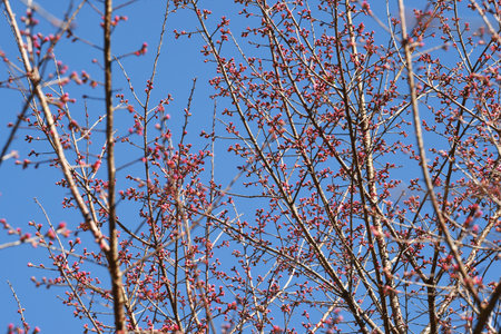Phaya suae flower or sakura flower in Thailandの写真素材