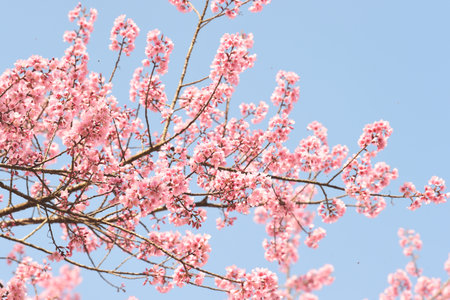 Phaya suae flower or sakura flower in Thailandの写真素材