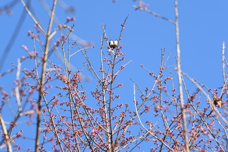 Phaya suae flower or sakura flower in Thailandの写真素材