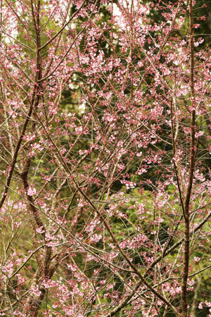 Phaya suae flower or sakura flower in Thailandの写真素材