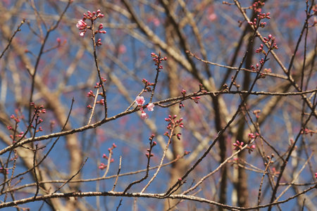 Phaya suae flower or sakura flower in Thailandの写真素材