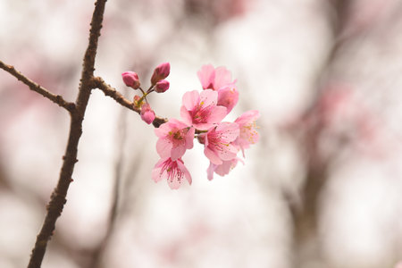 Phaya suae flower or sakura flower in Thailandの写真素材