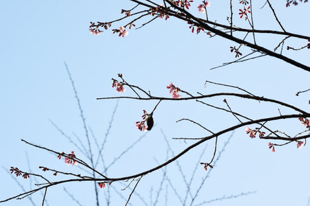 Phaya suae flower or sakura flower in Thailandの写真素材