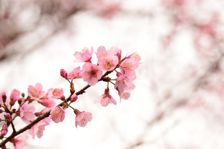 Phaya suae flower or sakura flower in Thailandの写真素材