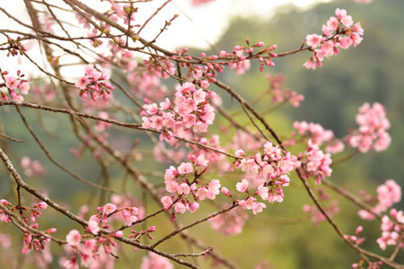 Phaya suae flower or sakura flower in Thailandの写真素材