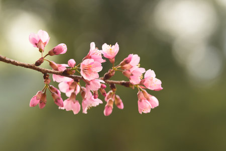 Phaya suae flower or sakura flower in Thailandの写真素材