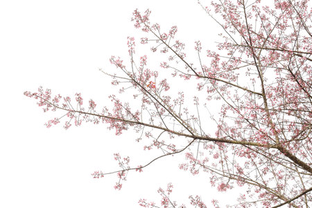 Phaya suae flower or sakura flower in Thailandの写真素材