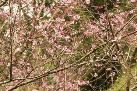 Phaya suae flower or sakura flower in Thailandの写真素材