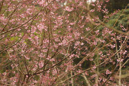 Phaya suae flower or sakura flower in Thailandの写真素材