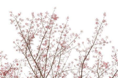 Phaya suae flower or sakura flower in Thailandの写真素材