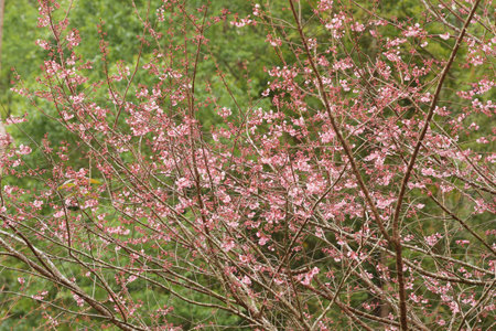Phaya suae flower or sakura flower in Thailandの写真素材
