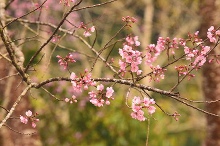 Phaya suae flower or sakura flower in Thailandの写真素材
