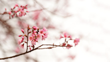 Phaya suae flower or sakura flower in Thailandの写真素材