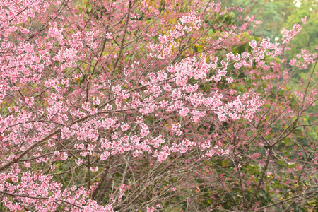 Phaya suae flower or sakura flower in Thailandの写真素材