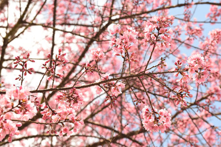 Phaya suae flower or sakura flower in Thailandの写真素材