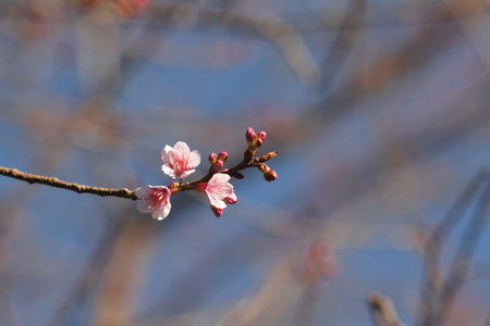Phaya suae flower or sakura flower in Thailandの写真素材