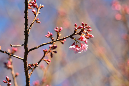 Phaya suae flower or sakura flower in Thailandの写真素材
