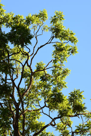 Landscape the big tree with nature backgroundの写真素材