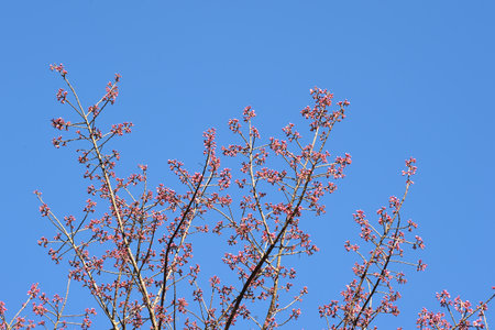 Phaya suae flower or sakura flower in Thailandの写真素材