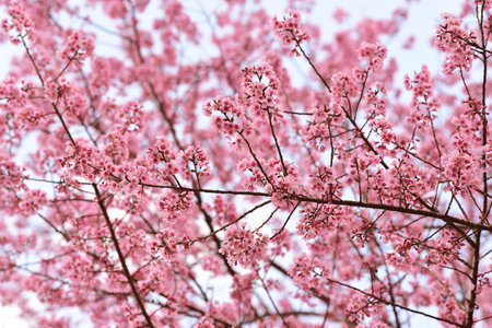Phaya suae flower or sakura flower in Thailandの写真素材