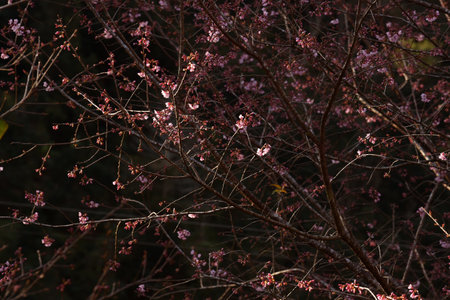 Phaya suae flower or sakura flower in Thailandの写真素材