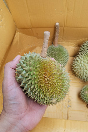 close up of durian fruit on handの写真素材