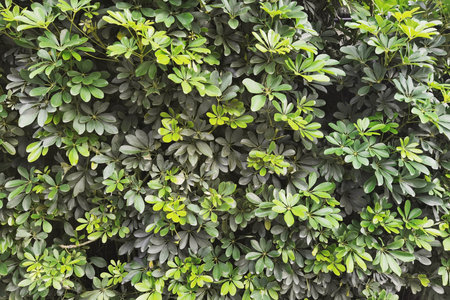 close up of tree with green leaf in the gardenの写真素材