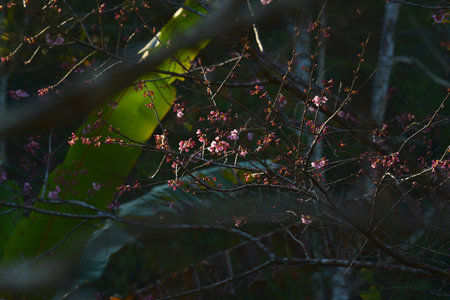 Phaya suae flower or sakura flower in Thailandの写真素材