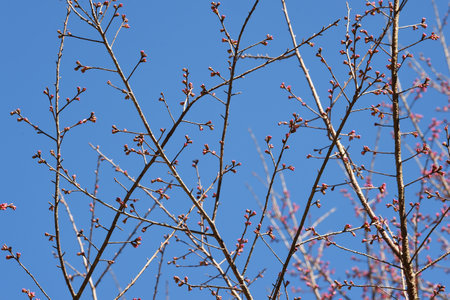 Phaya suae flower or sakura flower in Thailandの写真素材