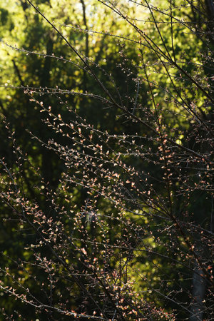 Phaya suae flower or sakura flower in Thailandの写真素材