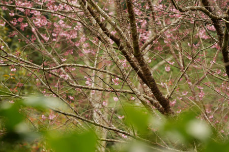 Phaya suae flower or sakura flower in Thailandの写真素材