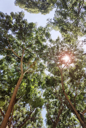 Landscape the big tree with nature backgroundの写真素材