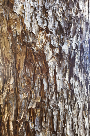 close up of tree bark texture for backgroundの写真素材