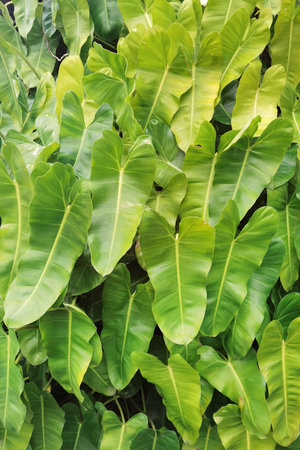 close up of tree with green leaf in the gardenの写真素材