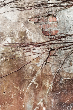 Close up of root tree on the old wallの写真素材
