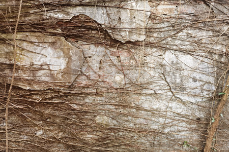 Close up of root tree on the old wallの写真素材