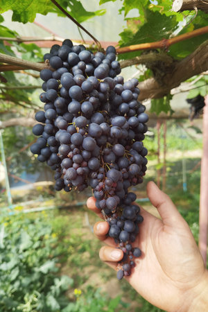 Ripe grapes in the gardenの写真素材