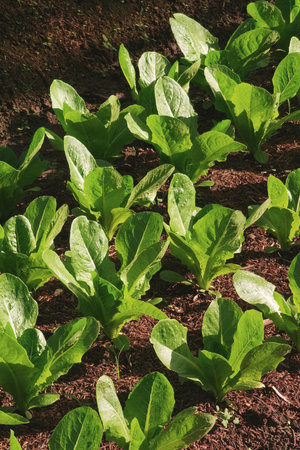 Growing organic vegetable farms for backgroundの写真素材