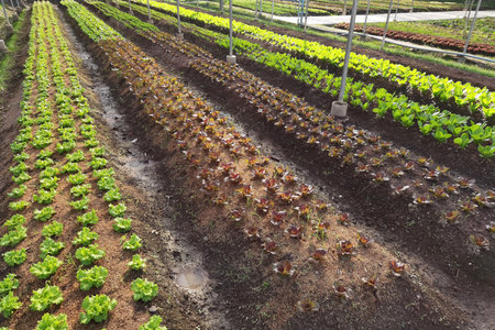 Growing organic vegetable farms for backgroundの写真素材