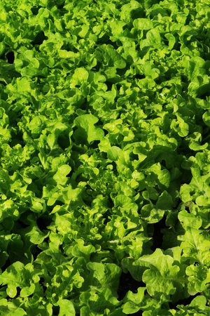 Growing organic vegetable farms for backgroundの写真素材