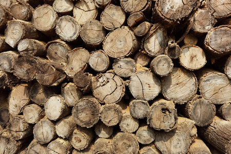 close up of wooden texture for backgroundの写真素材