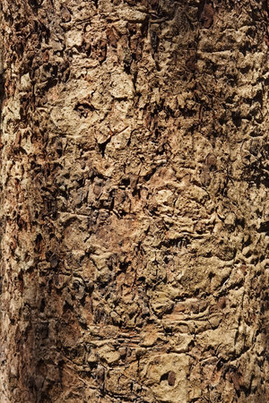 close up of tree bark texture for backgroundの写真素材